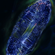 Illustration for article titled A mind-blowing gallery of the best science visualizations from 2013